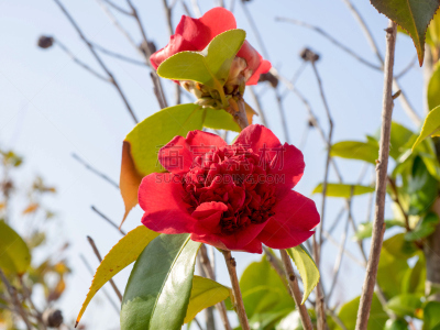 红色,枝,茶花,美,水平画幅,无人,五月,夏天,户外,草