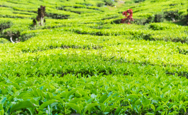 茶树,特写,山谷,卡梅伦蒙大纳,美,水平画幅,山,无人,早晨,马来西亚