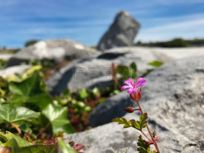 粉色,前景聚焦,云景,视点,云,喀斯特,巨石,裂缝,植物,石头