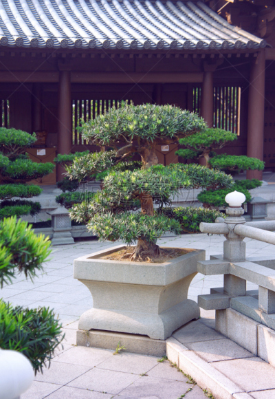 盆景,园林,女修道院,北美白松,唐朝,灵性,修道院,公园,褐色,无人