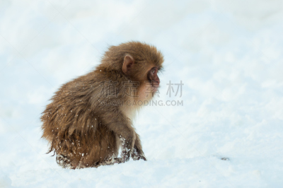 日本猕猴,中野市,山之内,地狱谷,猴年,长野县,温泉,猿,雪山,水平画幅