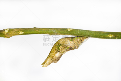 茧,大摩门蝶,自然,褐色,水平画幅,绿色,蝴蝶,无人,动物学,林奈
