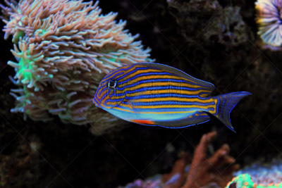 striped surgeonfish,小丑,在下面,水,水平画幅,水下,颊纹鼻鱼,生物学,特写,礁石
