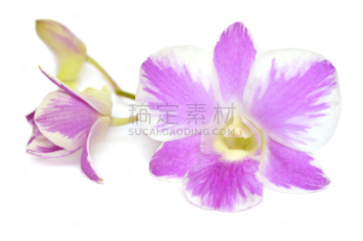 石斛,粉色,美,兰花,水平画幅,无人,附生植物,萼片,泰国,单子叶植物