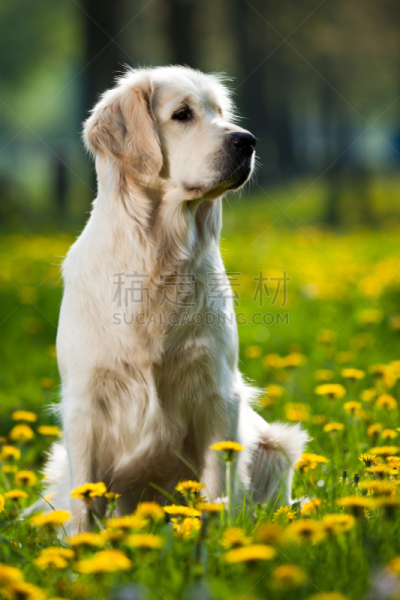 蒲公英,金毛寻回犬,在之间,垂直画幅,正面视角,温带的花,动物习性,草,哺乳纲,彩色图片