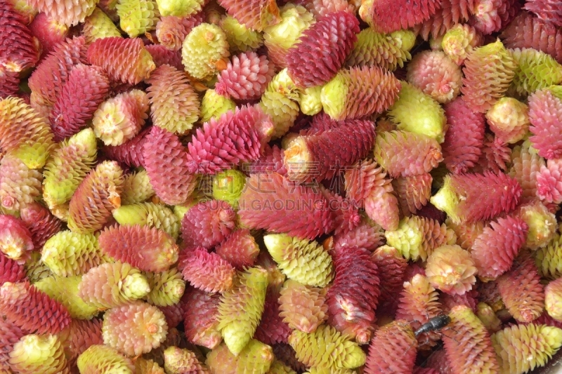 幼小动物,fir cone,背景,支气管炎,糖浆,松果,褐色,新的,水平画幅,枝繁叶茂