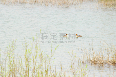 有冠鸊鷉,湖,自然,水,野生动物,水生植物,水平画幅,无人,鸟类,野外动物