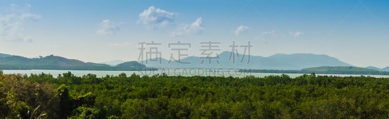 红树林,泰国,常绿树,风景,全景,普吉岛,斗篷,自然美,森林,旅游