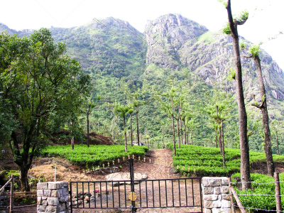 茶树,自然美,风景,阿萨姆,大吉岭,锡金,慕那尔,枝繁叶茂,马来西亚,饮料