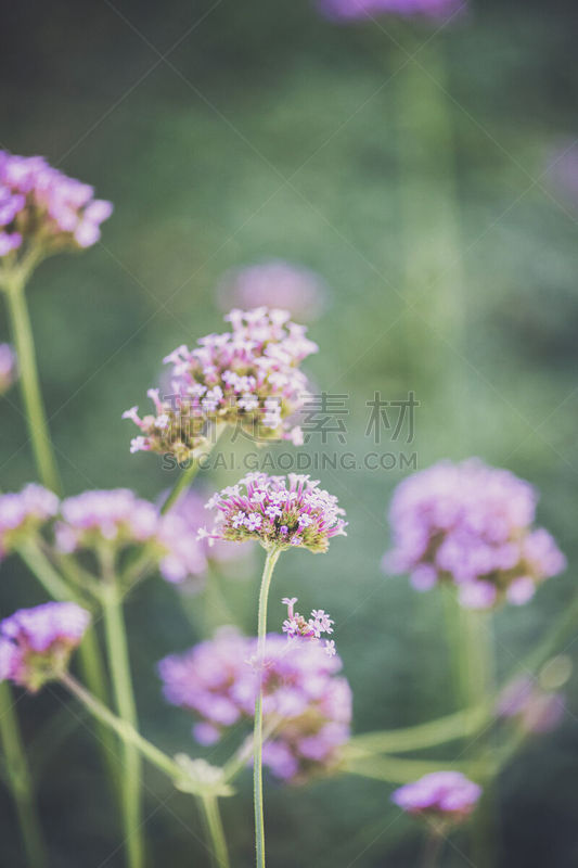 红缬草,野花,日光,缬草属植物,垂直画幅,留白,无人,夏天,户外,仅一朵花