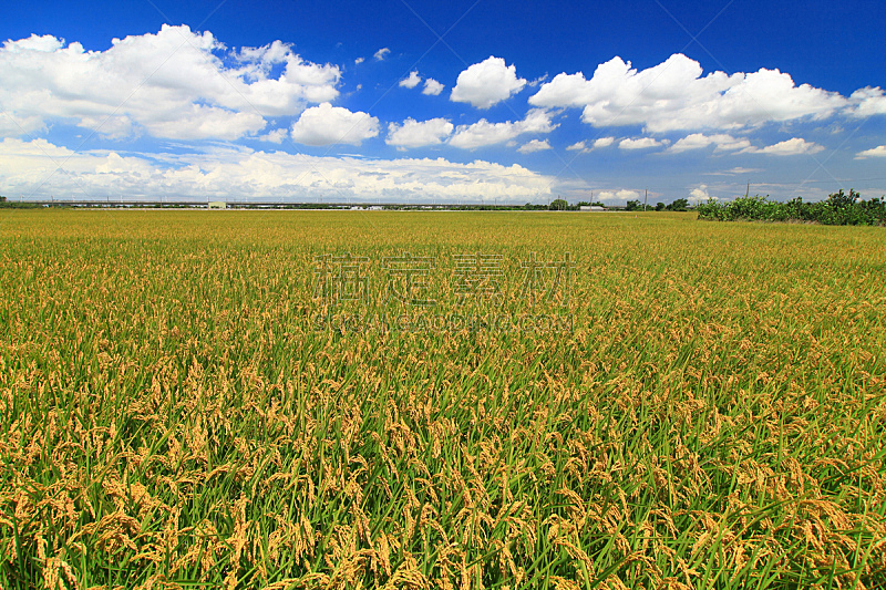 稻田,白昼,晴朗,草地,水平画幅,无人,蓝色,夏天,草,陆地