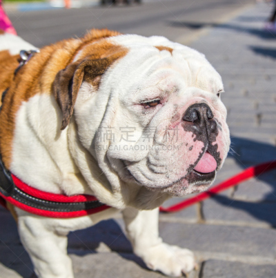 英格兰斗牛犬,垂直画幅,褐色,美国,纯种犬,狗链,家畜,无人,斗牛犬,白色