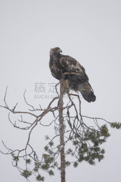 金雕,自然,垂直画幅,寒冷,野生动物,食肉鸟,雪,无人,鸟类,户外