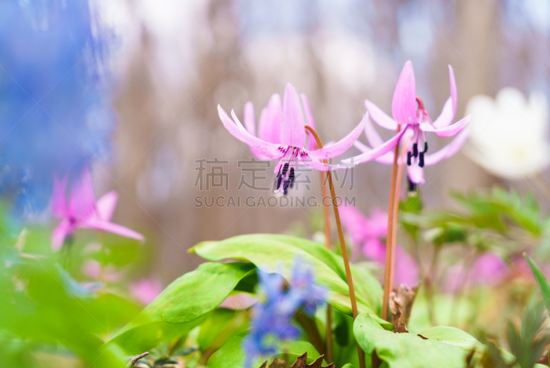 habitat of Dogtooth violet ( japanese name “Katakuri” ) and  blue Corydalis ( japanese name “Ezoengosaku” )