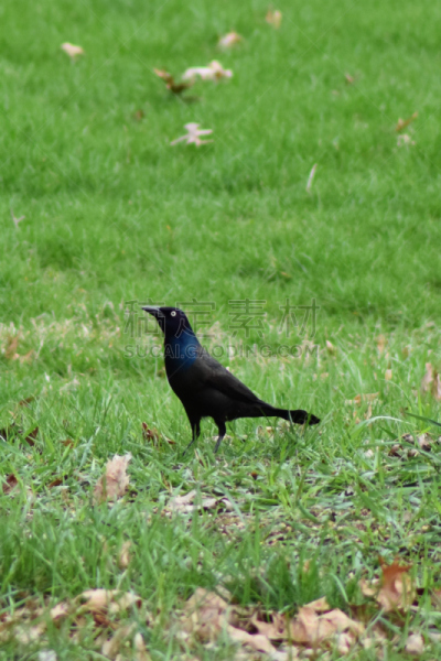 鹩哥,垂直画幅,美国,无人,鸟类,摄影