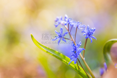 斯库拉,多色背景,Creeping Bluet,饰品花,牵牛花,水平画幅,无人,乌克兰,日落,摄影