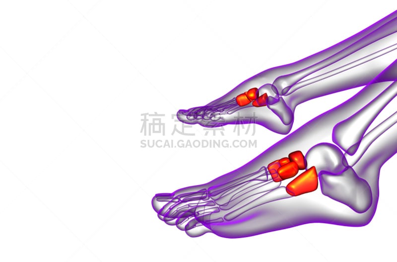 健康保健,三维图形,骨骼,插画,楔骨,手舟骨,骰骨,跎骨,跗骨,趾骨