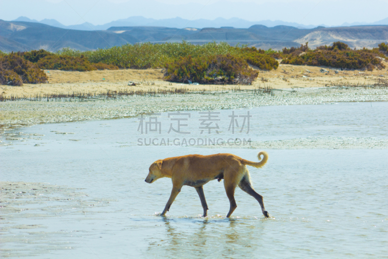 埃及,水,狗,马萨阿拉姆,悬挂的,海滩,流浪动物,红海,自然,天空