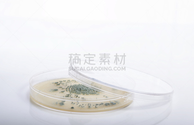 皮氏培养皿,微生物学,细菌,正面视角,青霉菌,科学实验,生物化学,实验室,工业,白色