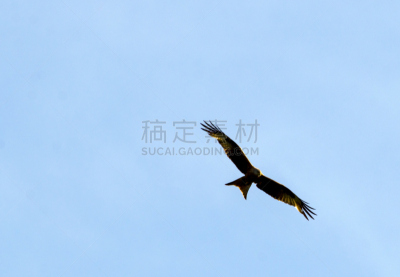 赤鸢,动物围栏,水平画幅,鸟类,动物身体部位,观鸟,野外动物,翅膀,老鹰,喙