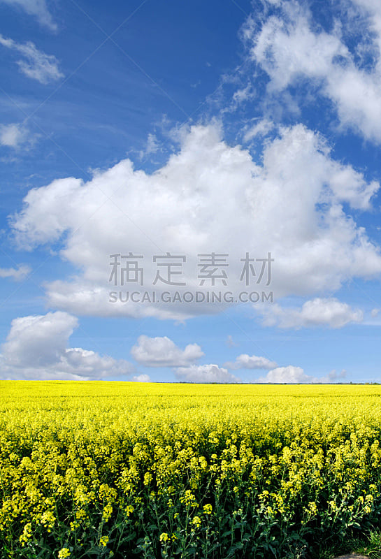 天空,田地,油菜花,云,白色,海洋,垂直画幅,无人,户外,草