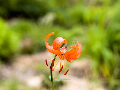 百合花,自然,地球女神,六月,水平画幅,橙色,可爱的,无人,色彩鲜艳,日本