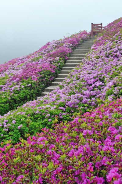 山,杜鹃花,粉色,垂直画幅,台阶,幸福,路,纯净,户外,仅一朵花