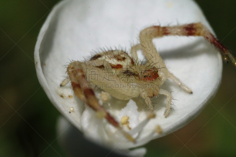 蟹蛛,蒂珀雷里郡,自然,野生动物,水平画幅,无人,夏天,户外,特写,仅一朵花