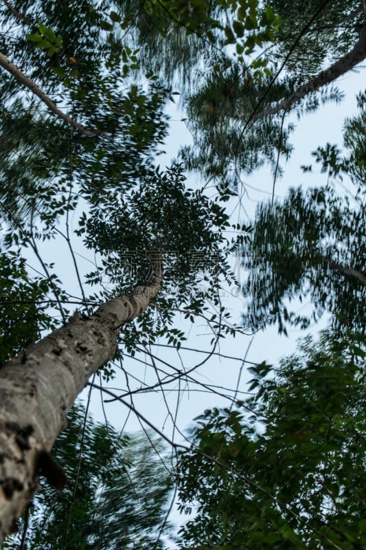 桉树,高大的,长时间曝光,农业,柴火,可再生能源,环境,枝繁叶茂,农场,树干