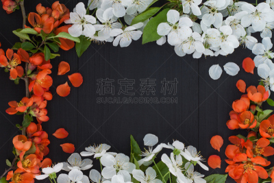 边框,春天,背景,皱皮木瓜,暗色,部分,纯净,樱桃,茶花,3到4个月