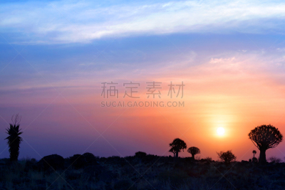 地形,明亮,背景,非洲,纳米比亚,基特曼舒普,芦荟树木,地平线,森林,天空