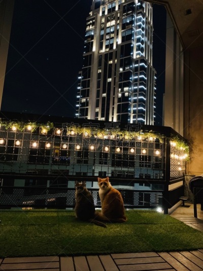 猫,休斯顿市,阳台,圣诞装饰物,舒服,猫科动物,院子,休闲活动,户外,猫眼眼镜