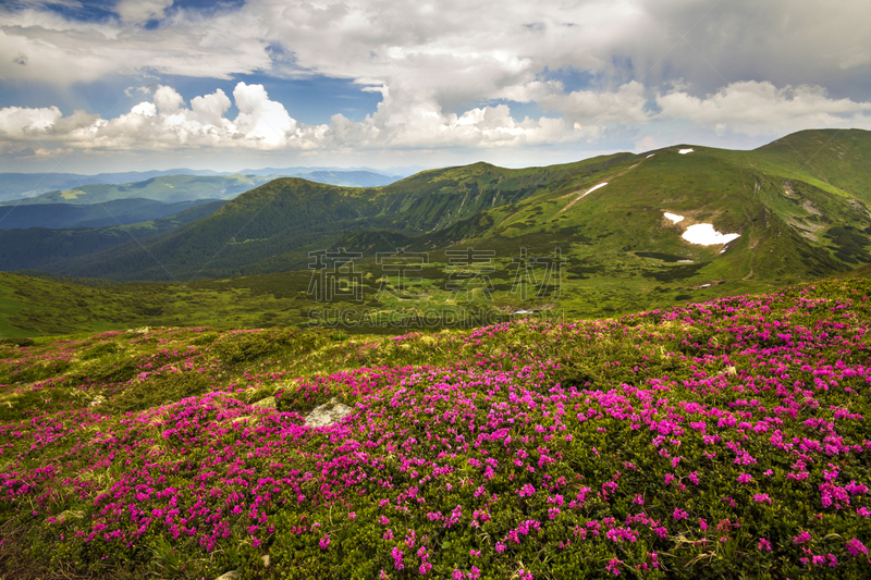 云,杜鹃花属,山,雪,风景,菜园,蓝色,在下面,春天,花