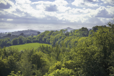 forest of dean,英国,格洛斯特郡,维伊山谷,美,公园,水平画幅,枝繁叶茂,英格兰,人群