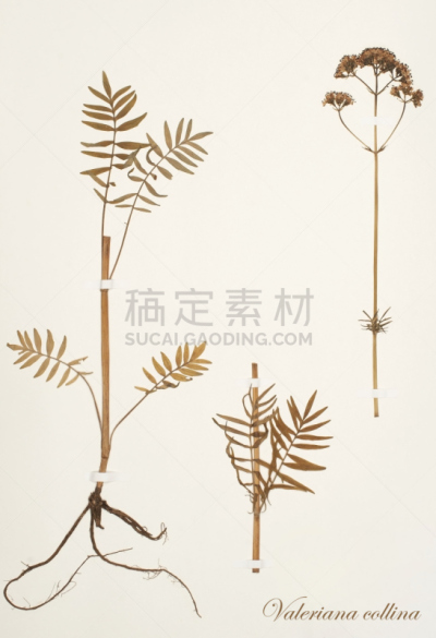干花,林奈,金银花科,箭木,垂直画幅,留白,艺术,古典式,夏天,干的