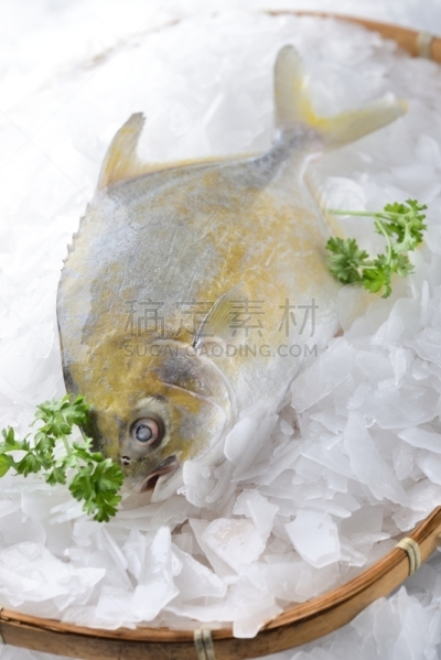 鲳森鱼,金色,鱼肝油,捕捞鱼,动物的鳞,垂直画幅,酸,生食,膳食,海产