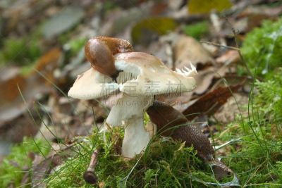 鼻涕虫,自然,水平画幅,绿色,秋天,林区,苔藓,蘑菇,湿,膳食