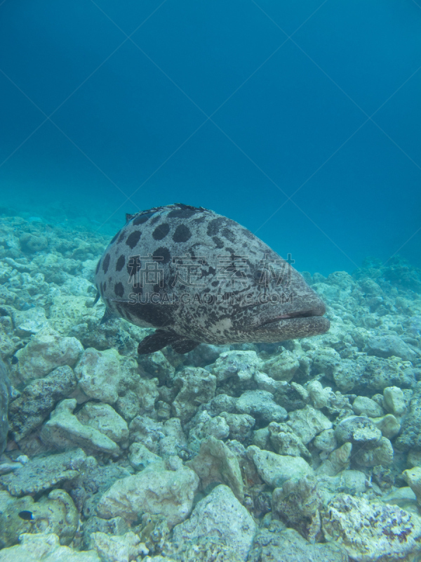 potato grouper,好奇心,垂直画幅,巨大的,水下,野外动物,海洋生命,恐怖,鱼类,澳大利亚