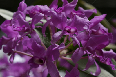 兰花,guaria morada,水平画幅,无人,夏天,特写,洋兰,哥斯达黎加,拉丁美洲