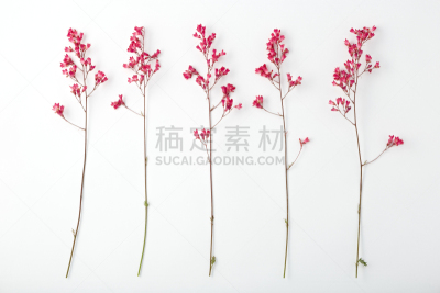 矾根属植物,背景,白色背景,红色,自然,清新,自然界的状态,图像,花朵,花瓣