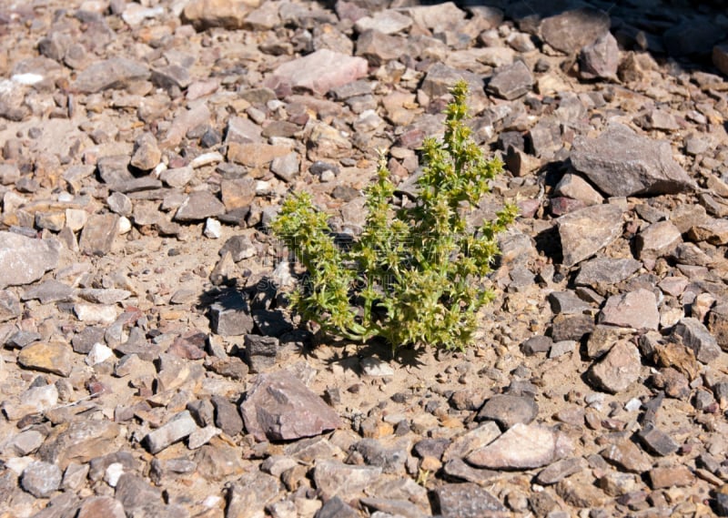 耳屏,风滚草,沙漠,植物,苋科,克孜勒,武棍,鹭管鱼,俄罗斯人,接力赛