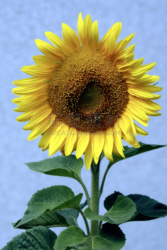 common sunflower,向日葵,巴伐利亚塑像,球洞区,垂直画幅,无人,黄色,2015年,农业,叶子