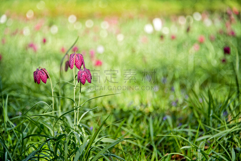 豹纹蝶,百合花,大特写,格子图案,自然,圆形,草地,水平画幅,绿色,无人