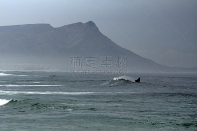南极脊美鲸,科雷曼德,非洲,西开普省,野生动物,图像,海洋,大西洋,鲸,野外动物