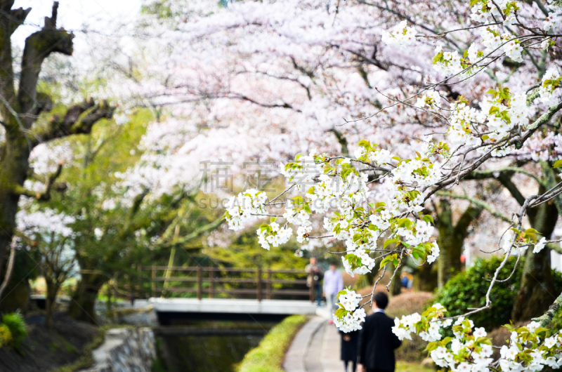 樱花,京都市,哲学之道,日本,水平画幅,无人,运河,户外,著名景点,旅游目的地