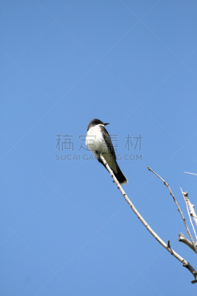 美洲食蜂鹟,东部美洲食蜂鹟,自然,垂直画幅,野生动物,无人,鸟类,观鸟,北美歌雀,摄影