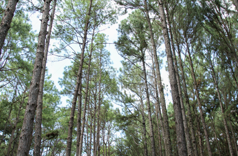 Bo Kaeo Pine Tree Garden