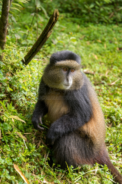 parc national des volcans,金丝猴,卢旺达,猴子,自然,垂直画幅,野生动物,美国,绿色,非洲