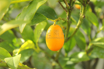 枇杷,水果,水平画幅,无人,园艺,意大利,果树,生活方式,叶子,食品