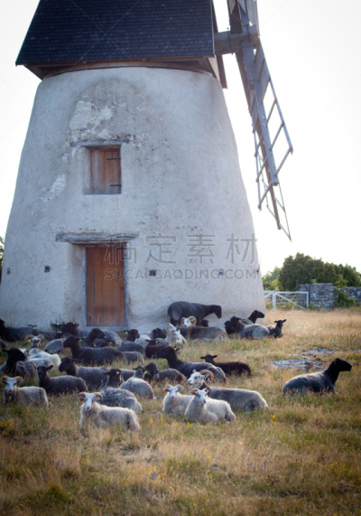 夏天,瑞典,绵羊,夜晚,哥得兰,羊群,法鲁,草地围场,垂直画幅,户外